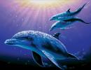 delfin4.jpg