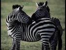 zebra.jpg