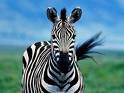 zebra2.jpg